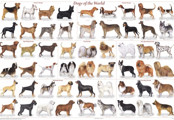 10 dog breeds